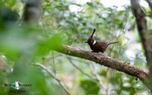 Sarawak birding tours