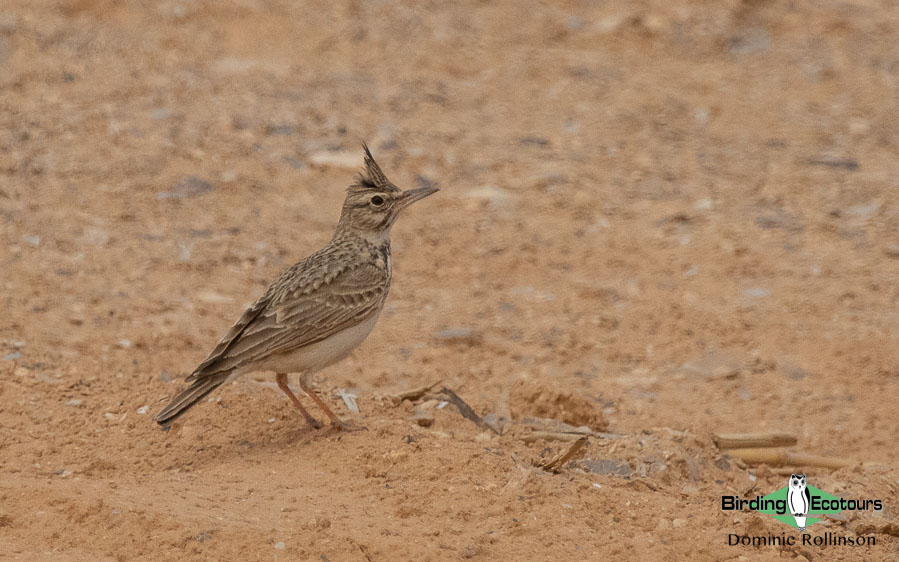 Spain birding tours