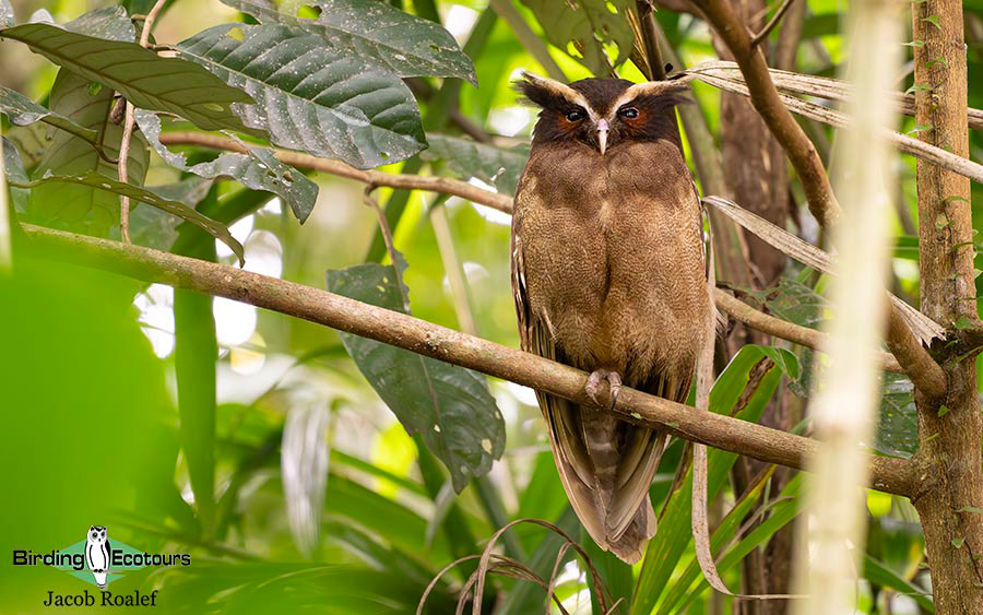 Costa Rica Birding Escape