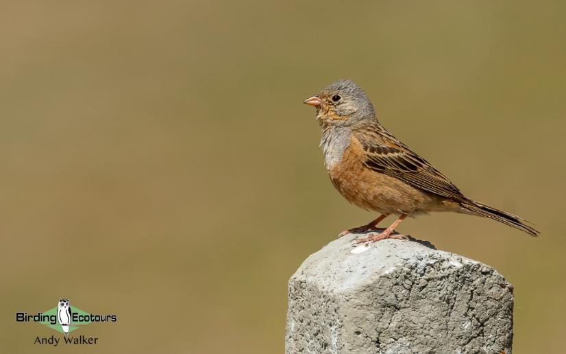 Greece: Lesvos birding tour