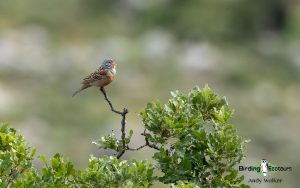 Lesvos birding tours