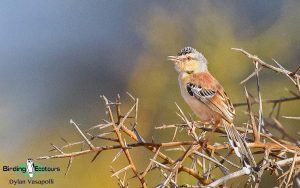 Senegal birding tour