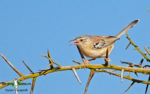 Gambia birding tours