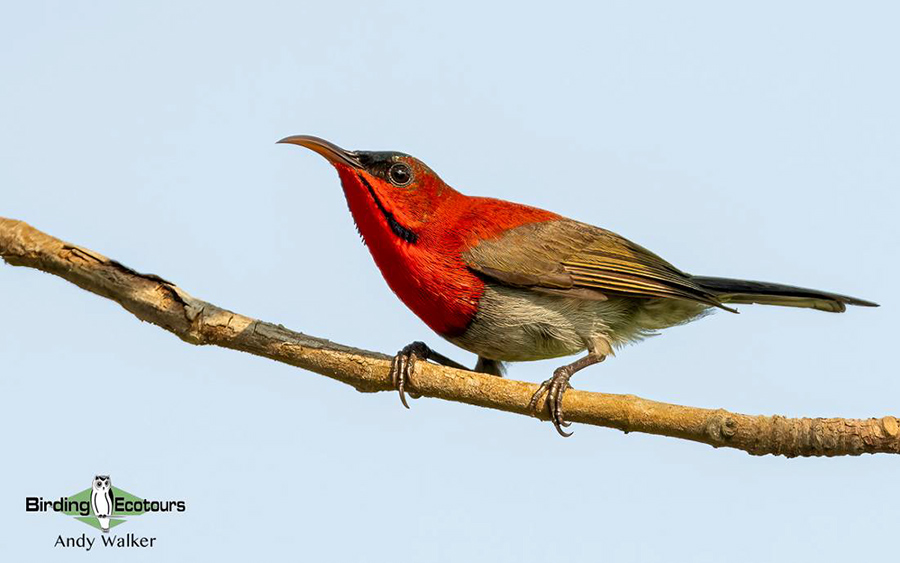 Vietnam birding tours