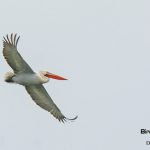 Greece spring birding tour