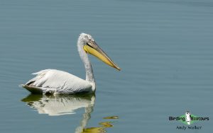 Lesvos birding tours