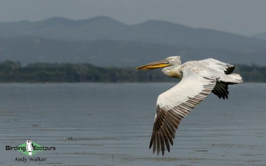 Greece birding tours