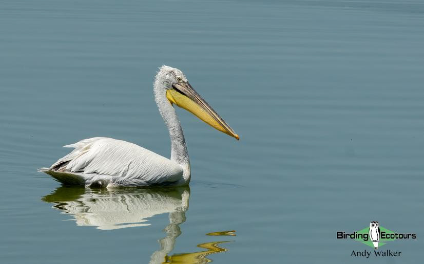 Greece birding tours