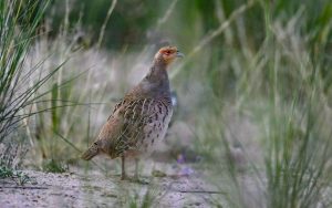 Quinghai birding tours