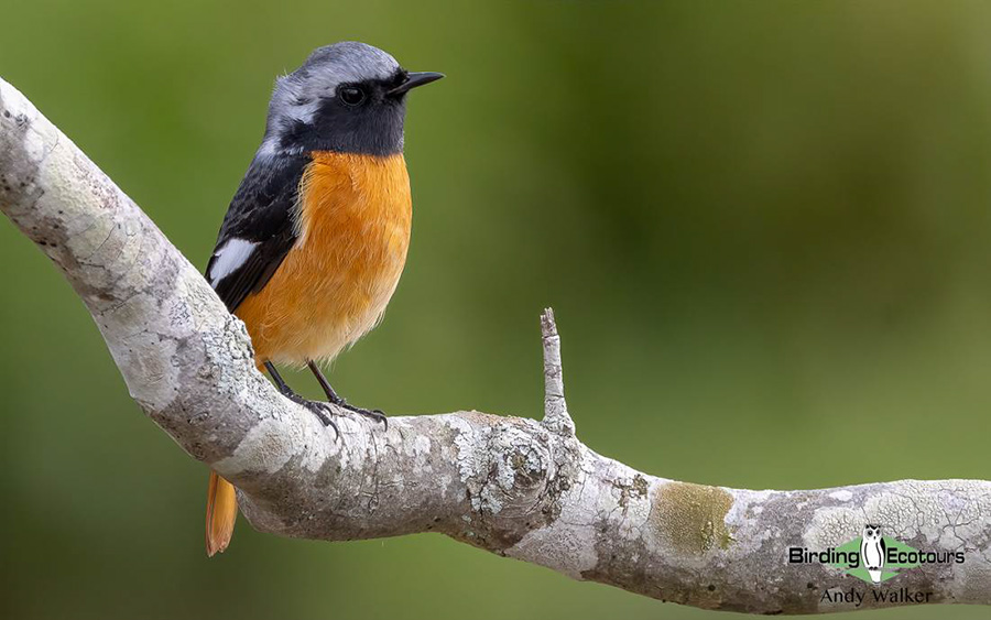 Japan Winter Birds