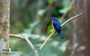 Sarawak birding tours