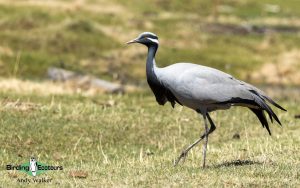 Mongolia birding tours