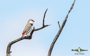 Outback birding tours