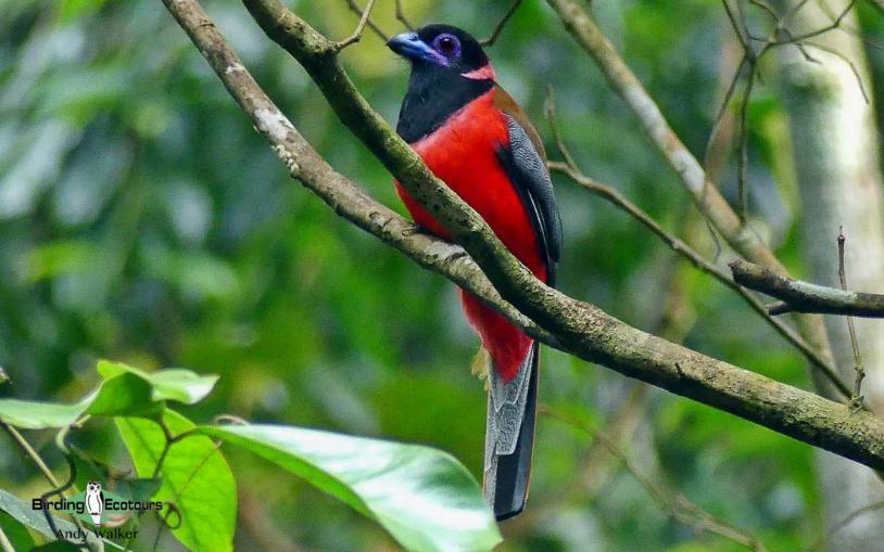 Peninsular Malaysia birding tours