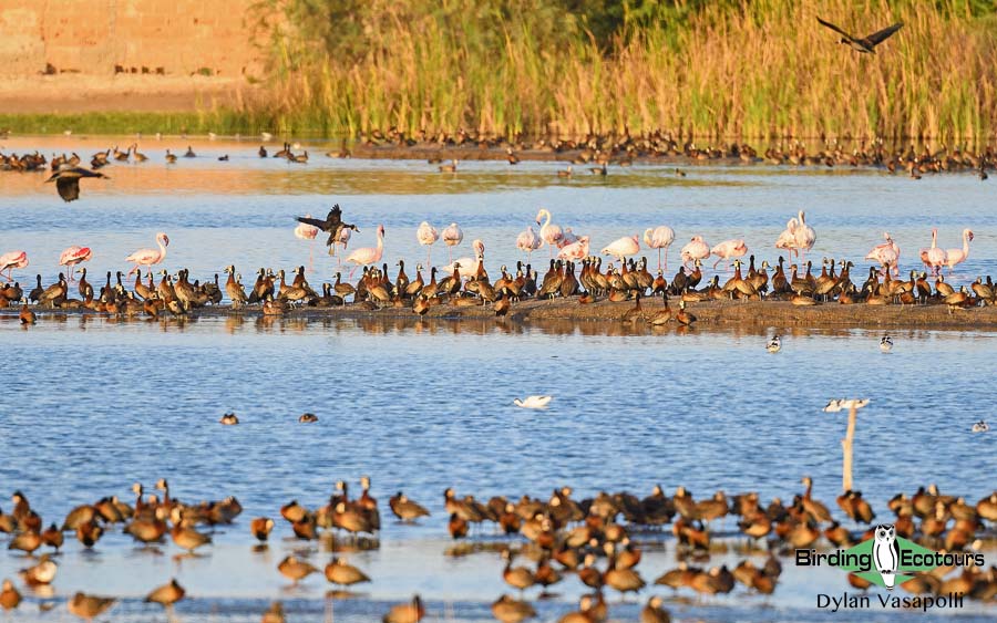 Senegal birding tour