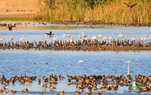 Senegal birding tour