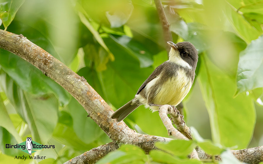 Sao Tome and Principe birding tours
