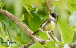 Sao Tome and Principe birding tours