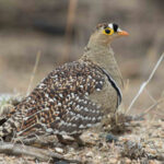 Johannesburg birding tours
