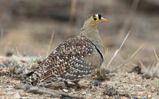 Johannesburg birding tours