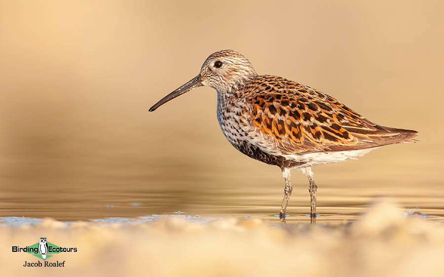 Ohio Spring Migration