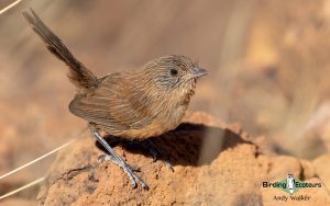 Alice Springs birding tours