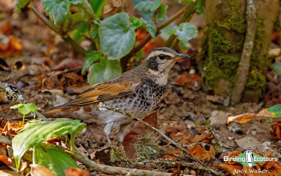 Japan Winter Birds