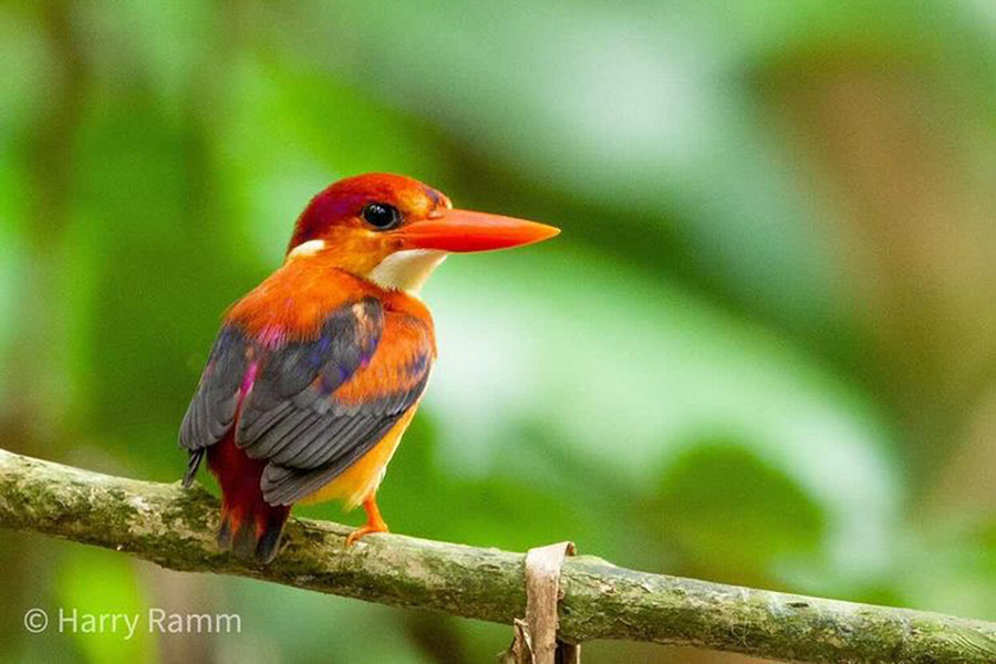 The Philippines Endemic Birding 