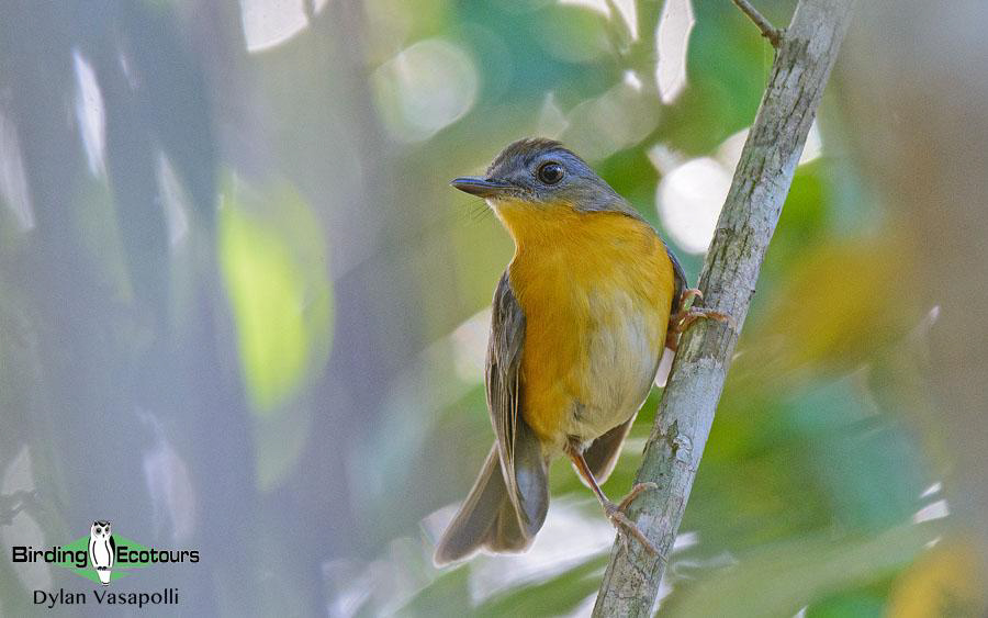 Malawi Birding Tours
