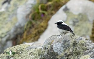 Lesvos birding tours