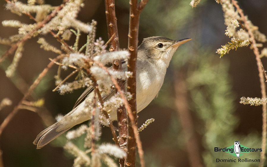 Greece spring birding tour