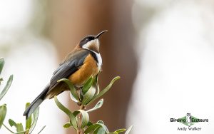 Tasmanian birding tours