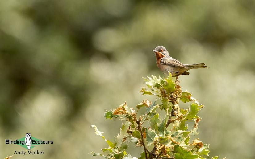 Greece: Lesvos birding tour