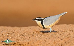 Senegal birding tour