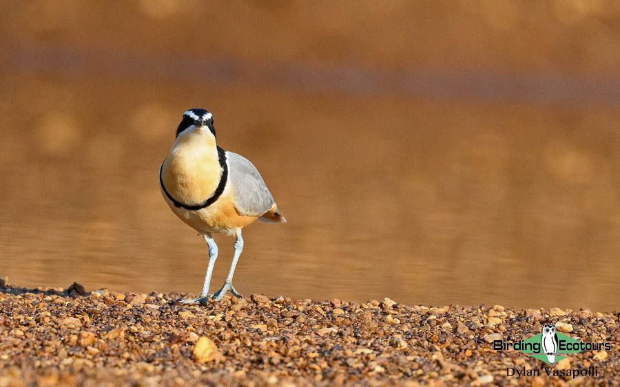 Senegal birding tour