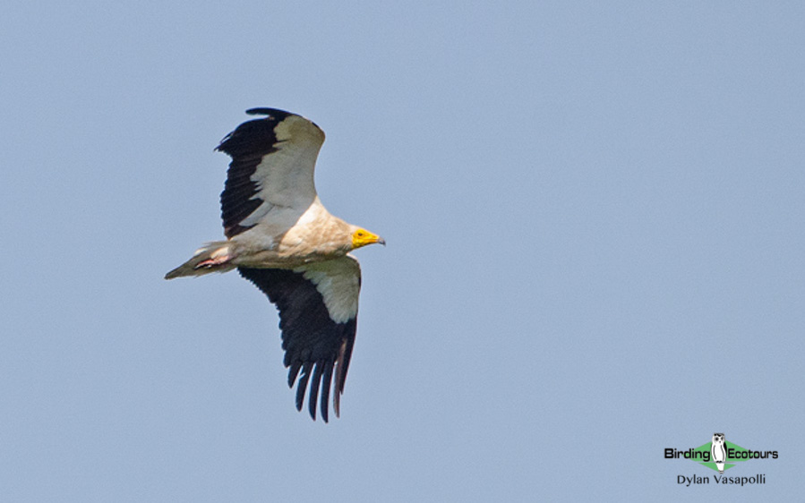 Bulgaria birding tour