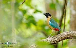 Lesser Sunda Islands birding tour