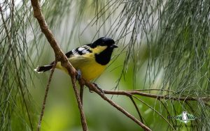 The Philippines birding tours