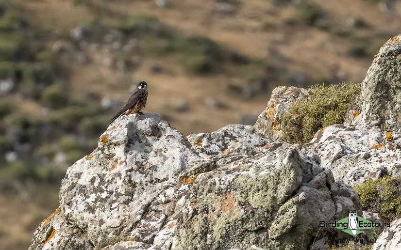 Greece: Lesvos birding tour