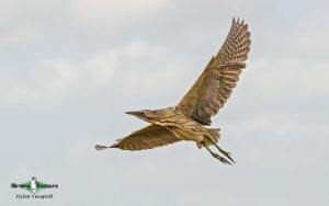 Suffolk birding tours