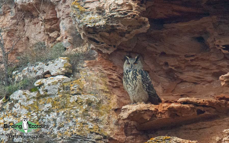 Baltic birding tour