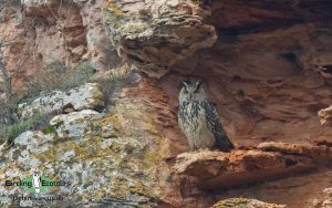 Greece birding tours