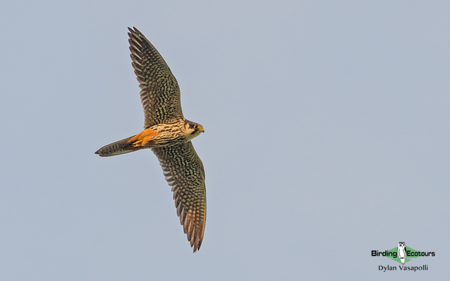 Suffolk birding tours