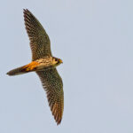 Norfolk birding tours