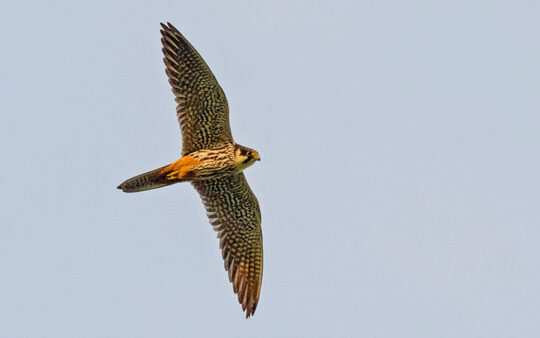 Norfolk birding tours