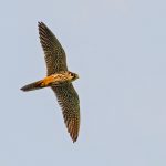 Norfolk coast day tours