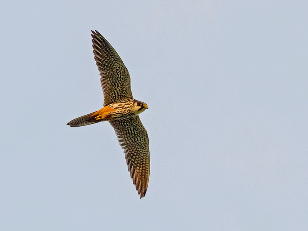 Norfolk coast day tours