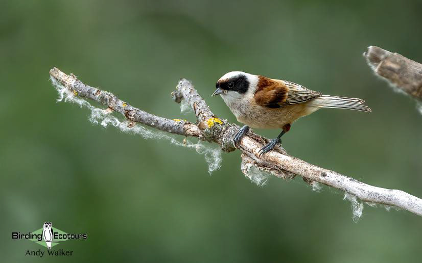 Andalusia birding tour
