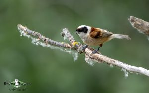 Spain birding tours