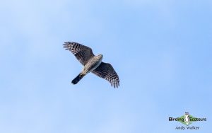 Suffolk birding tours